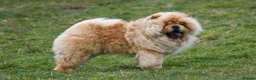 Chow Chow dogs for stud: Stunning Hungarian Import at Stud  - Advert 1