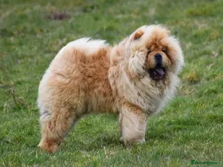 Chow Chow dogs Stunning Hungarian Import at Stud - Advert 5