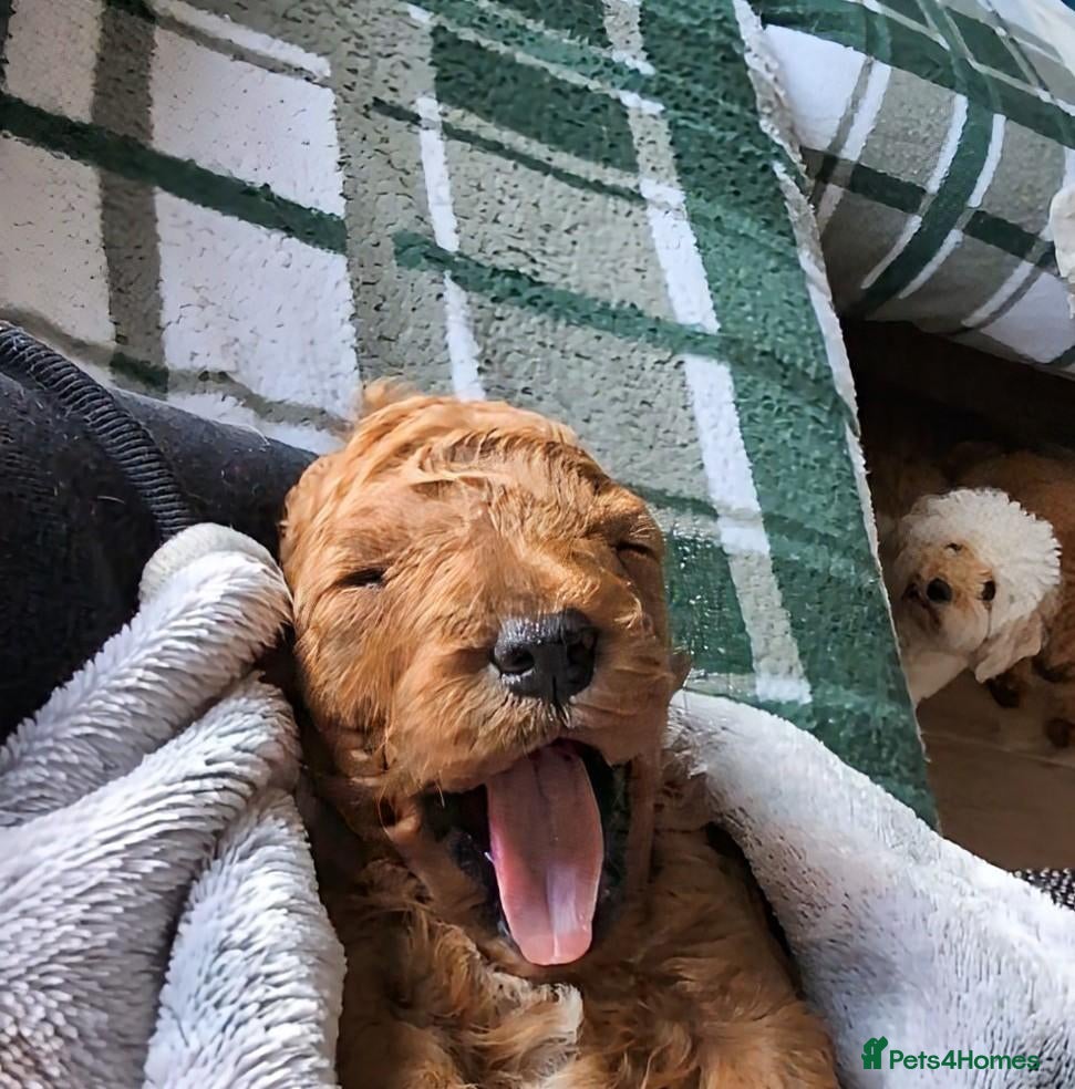Cavapoo dogs F1B Deep Fox Red Toy DNA Clear Puppies  - Advert 2