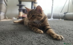 Domestic Shorthair cats for sale: Male tabby cat. - Image 5