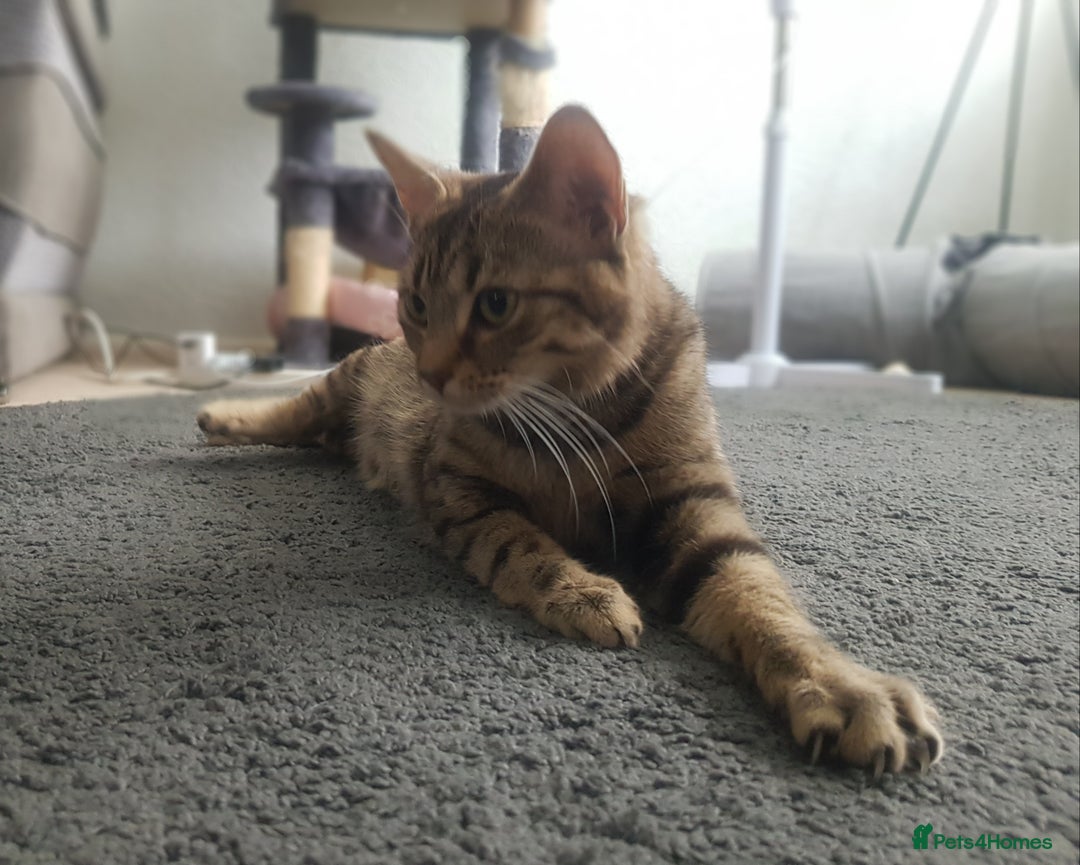 Domestic Shorthair cats for sale: Male tabby cat. - Image 5