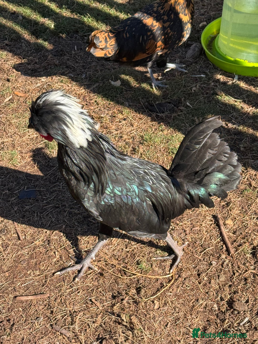 Chickens poultry for sale: Lovely Polish Bantam Cockerel  - Advert 1