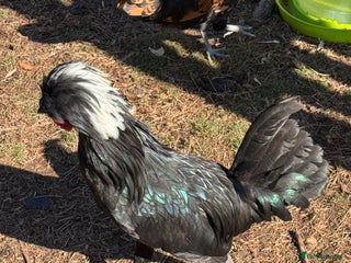 Chickens poultry Lovely Polish Bantam Cockerel - Advert 2