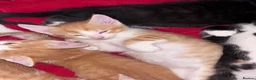 Mixed Breed cats for sale: READY 2 LEAVE NOW 4girls 2boys - Advert 24