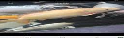 Koi Carp fish for sale: Koi carp x6 in Thornton-Cleveleys - Advert 4