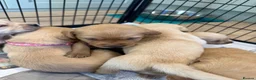 Goldador dogs for sale: Labrador X Retriever puppies   - Advert 9