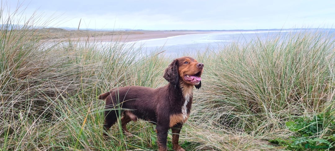 Cocker Spaniel dogs for stud: Cocker Spaniel stud  - Advert 15