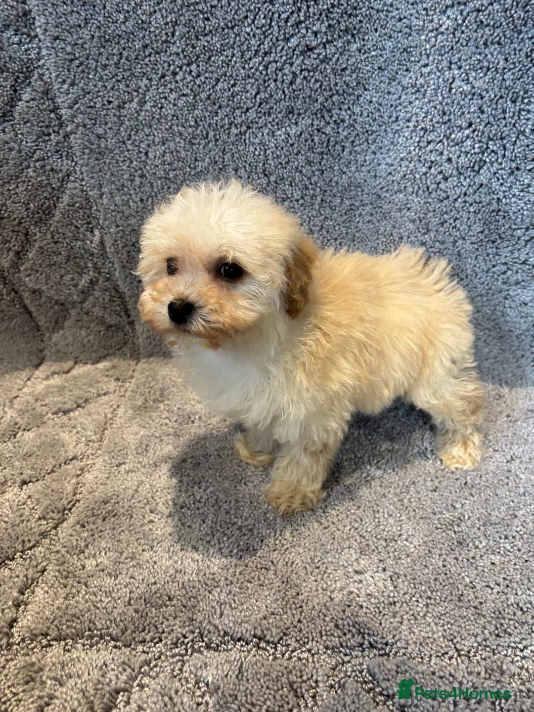 Poochon dogs for sale: Beautiful f1 poochon puppys READY NOW!!! - Advert 7