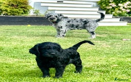 Cockapoo dogs for sale: Beautiful Cockapoo Puppies - Image 12