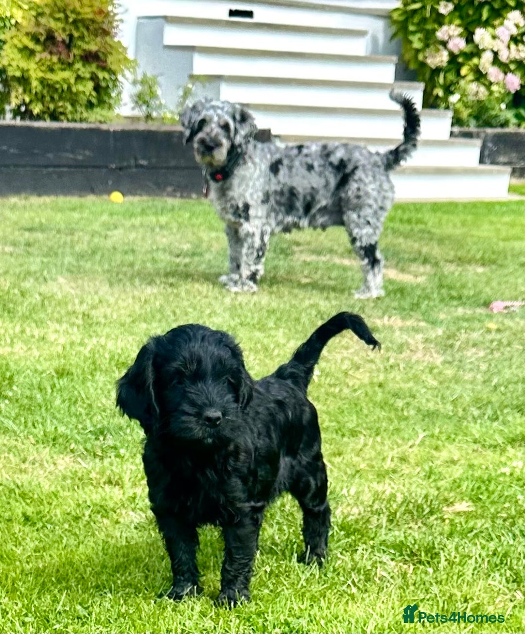 Cockapoo dogs for sale: Beautiful Cockapoo Puppies - Image 12