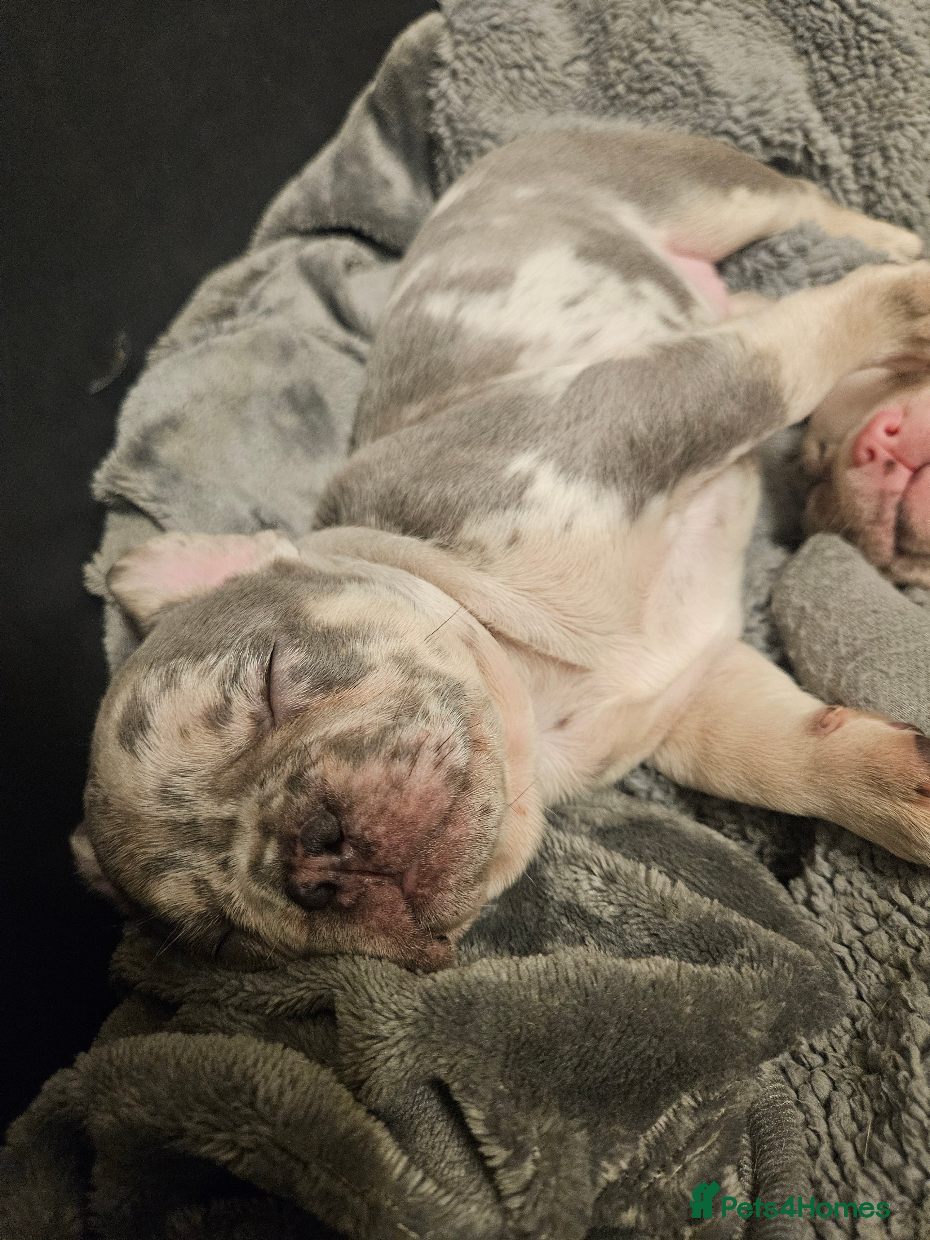 French Bulldog dogs STUNNING LILAC TRI MERLE BITCH FOR SALE - Advert 1