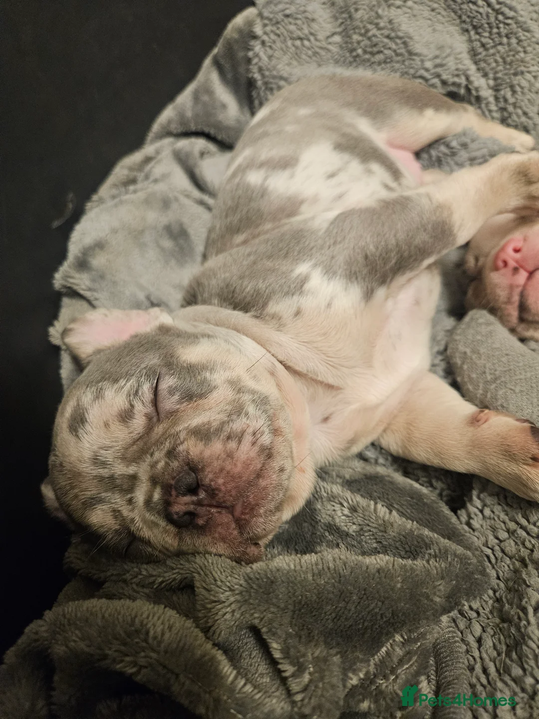 French Bulldog dogs for sale: STUNNING LILAC TRI MERLE BITCH FOR SALE - Advert 1
