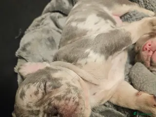 French Bulldog dogs STUNNING LILAC TRI MERLE BITCH FOR SALE - Advert 3