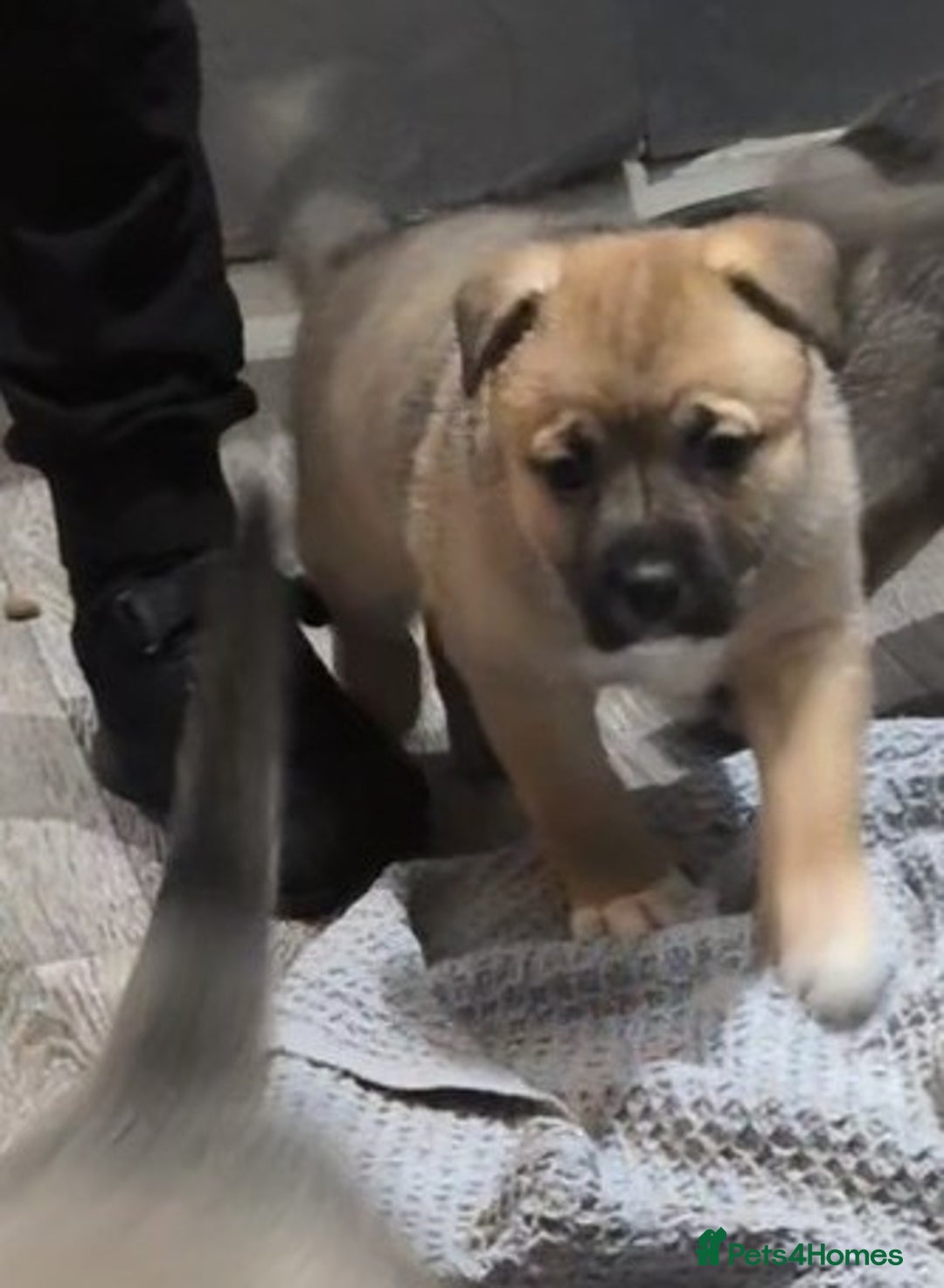 Mixed Breed dogs for sale: MixedBreed Mum Bullboxer Dad-King German Shepherd  - Advert 3