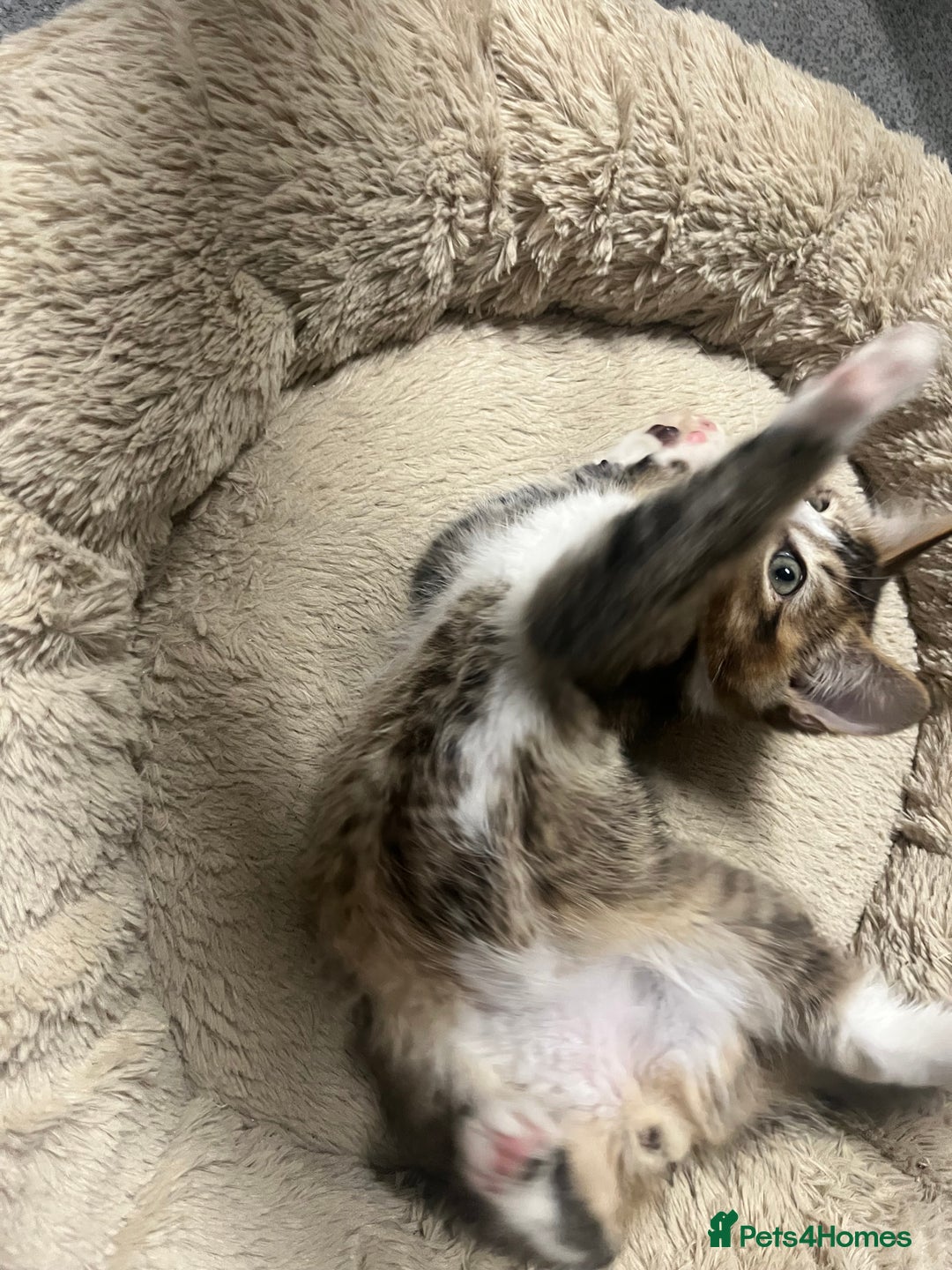 Siberian cats for sale: 🐾 Beautiful Siberian mixed green eyed boy Kitten - Advert 7