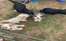 Cavapoo dogs for sale: Stunning Cavapoo puppies  - Image 14
