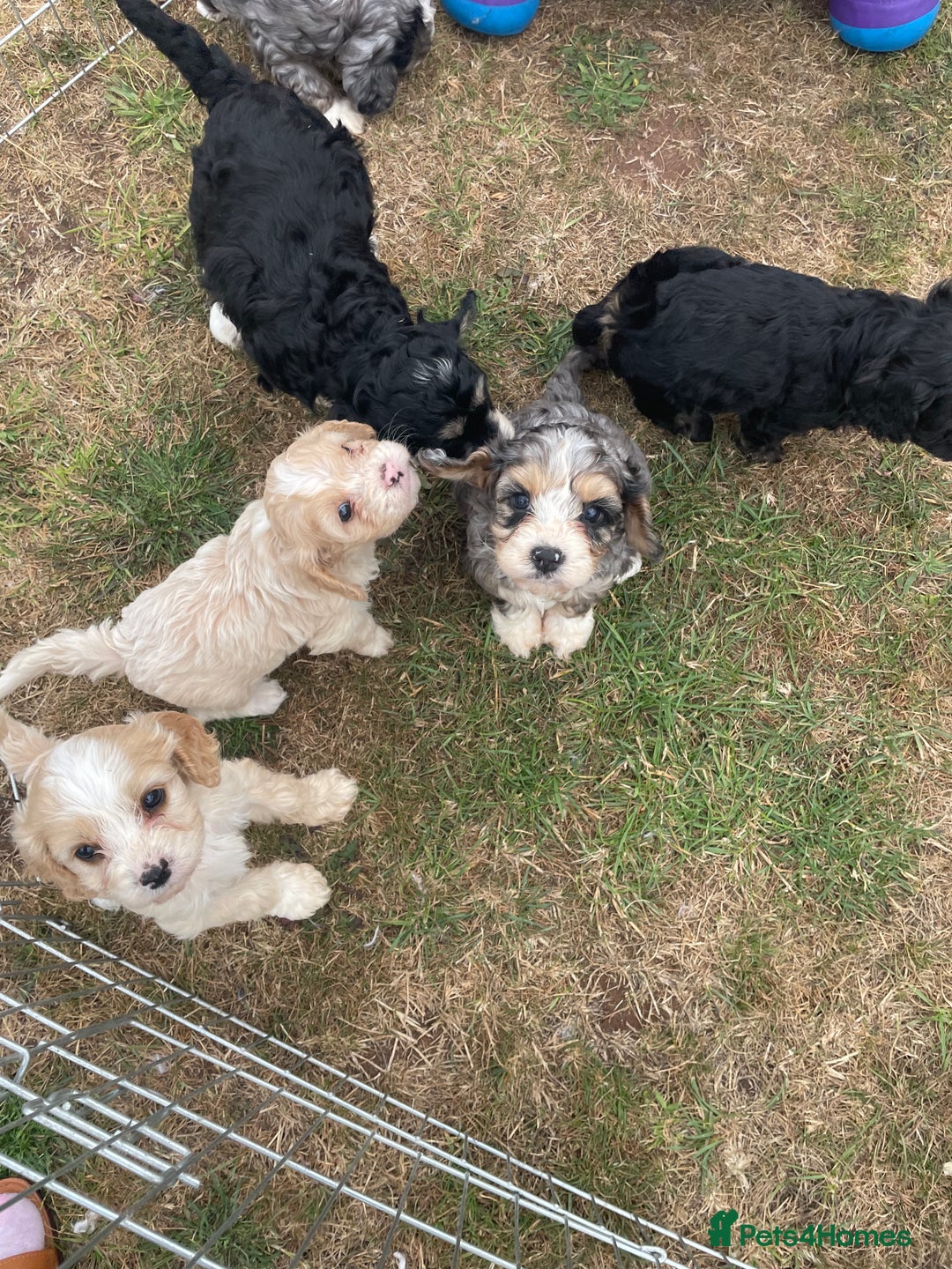 Cavapoo dogs for sale: Stunning Cavapoo puppies  - Image 14