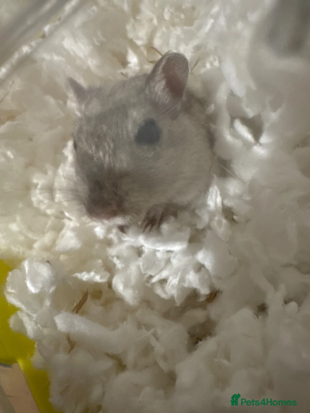 Gerbil rodents for sale: 2 Female Gerbils Looking for a Loving Home 🐹 in Blackpool - Advert 2