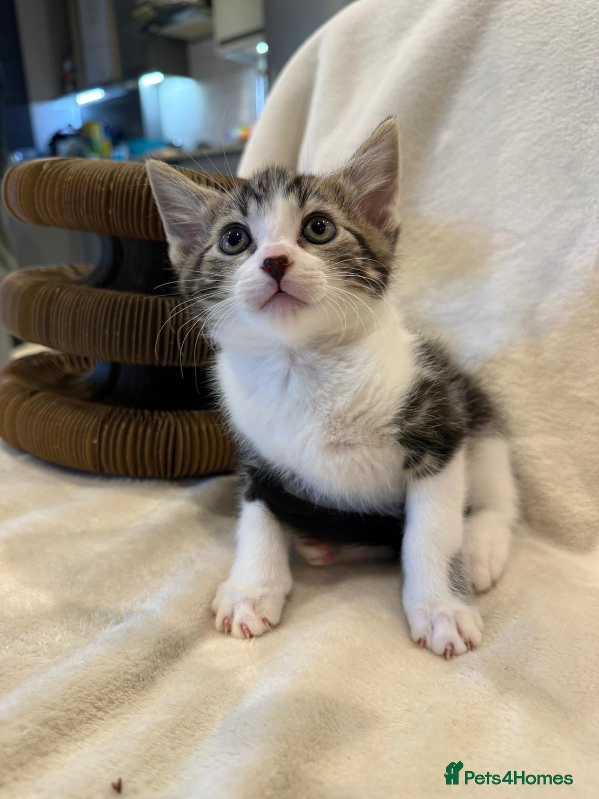 Mixed Breed cats Adorable Bengal Mix Kittens  - Advert 1