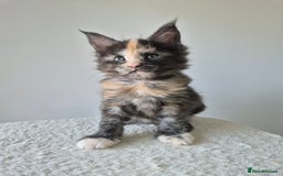 Maine Coon cats for sale: 6 TICA-Registered Maine Coon Kittens Available - Image 13