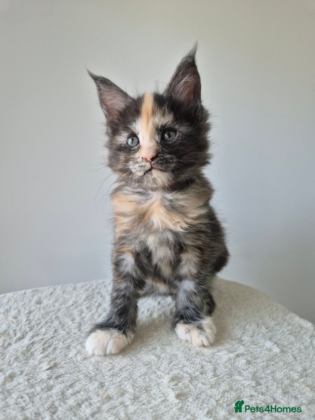 Maine Coon cats for sale: 6 TICA-Registered Maine Coon Kittens Available - Image 13