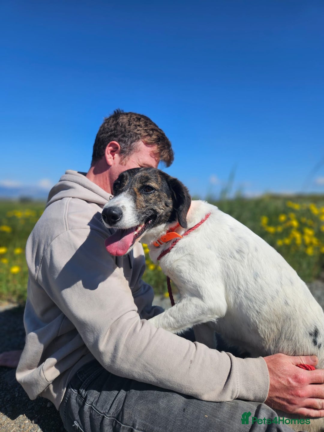 Mixed Breed dogs for adoption: Macy !  - Advert 10