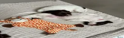 English Springer Spaniel dogs for sale: KC Registered English Springer Spaniel Puppies - Advert 18