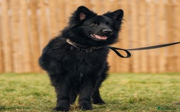 German Shepherd dogs for stud: Solid black german shepherd stud dog - Image 2