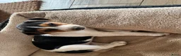 Jack Russell dogs for sale: Cracking Jack Russell puppies  in Newton Abbot - Advert 3