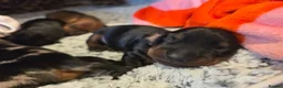 Miniature Dachshund dogs for sale: MINIATURE DACHSHUNDS TO FIND THEIR FOREVER HOME 🏡 - Advert 5