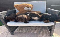 Cocker Spaniel dogs for sale: Miniature working Cocker spaniel puppies for sale - Image 28