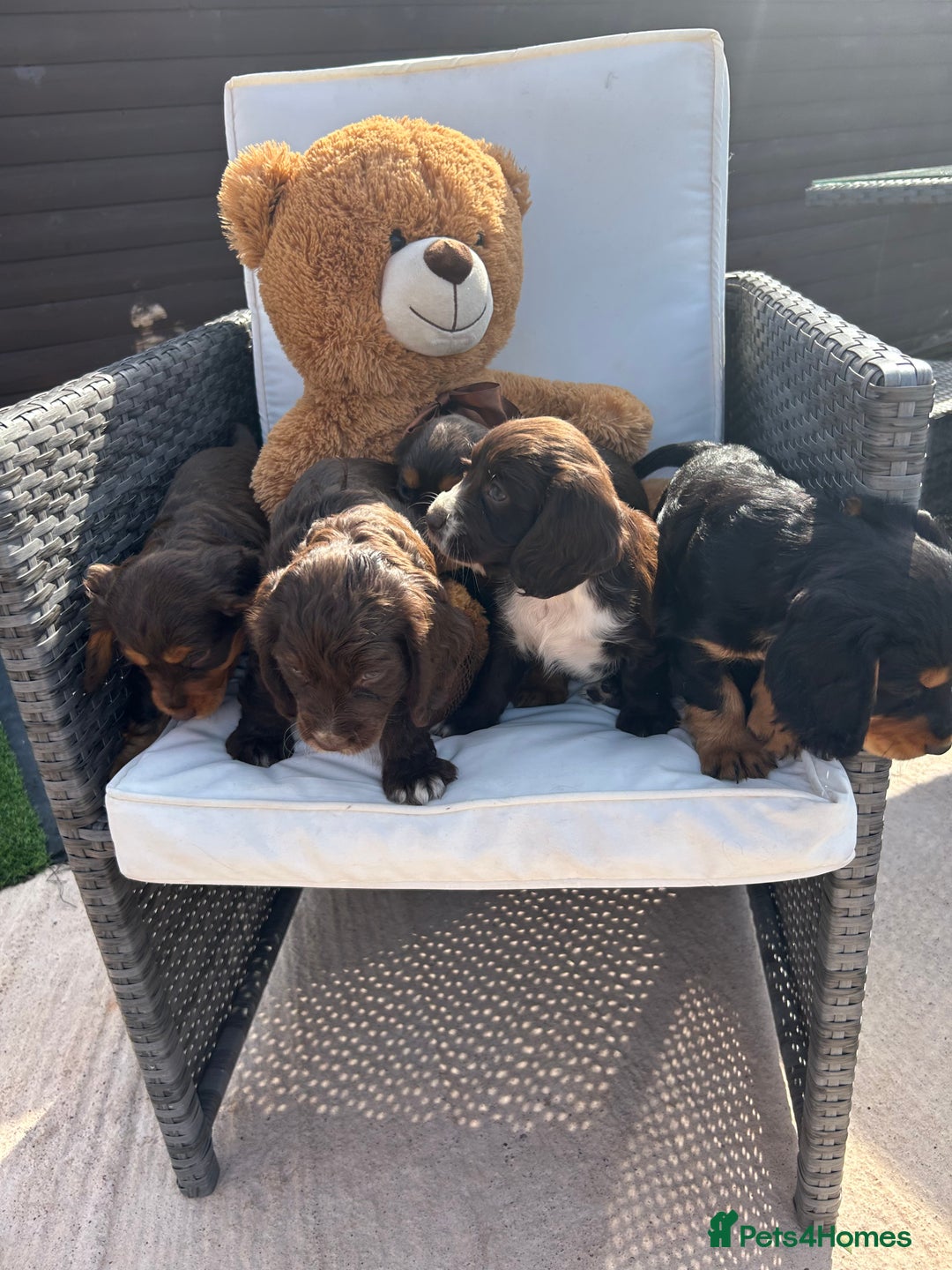 Cocker Spaniel dogs for sale: Miniature working Cocker spaniel puppies for sale - Image 28