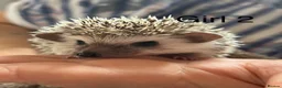Pygmy Hedgehog rodents for sale: Baby pgymy hedgehogs for sale  - Advert 3