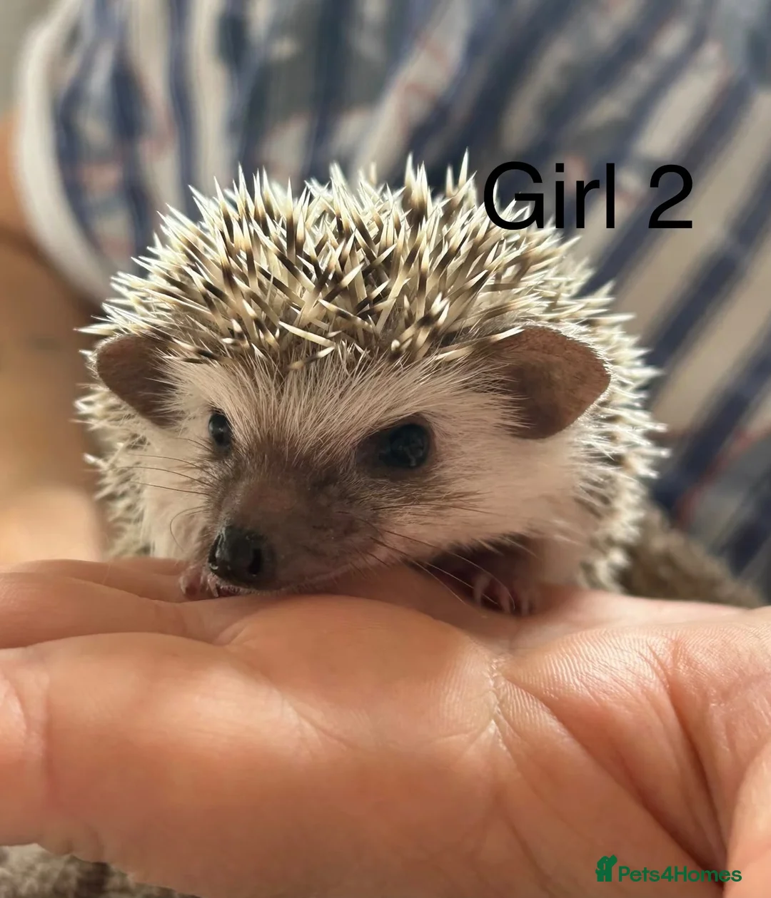 Pygmy Hedgehog rodents for sale: Baby pgymy hedgehogs for sale  - Advert 3