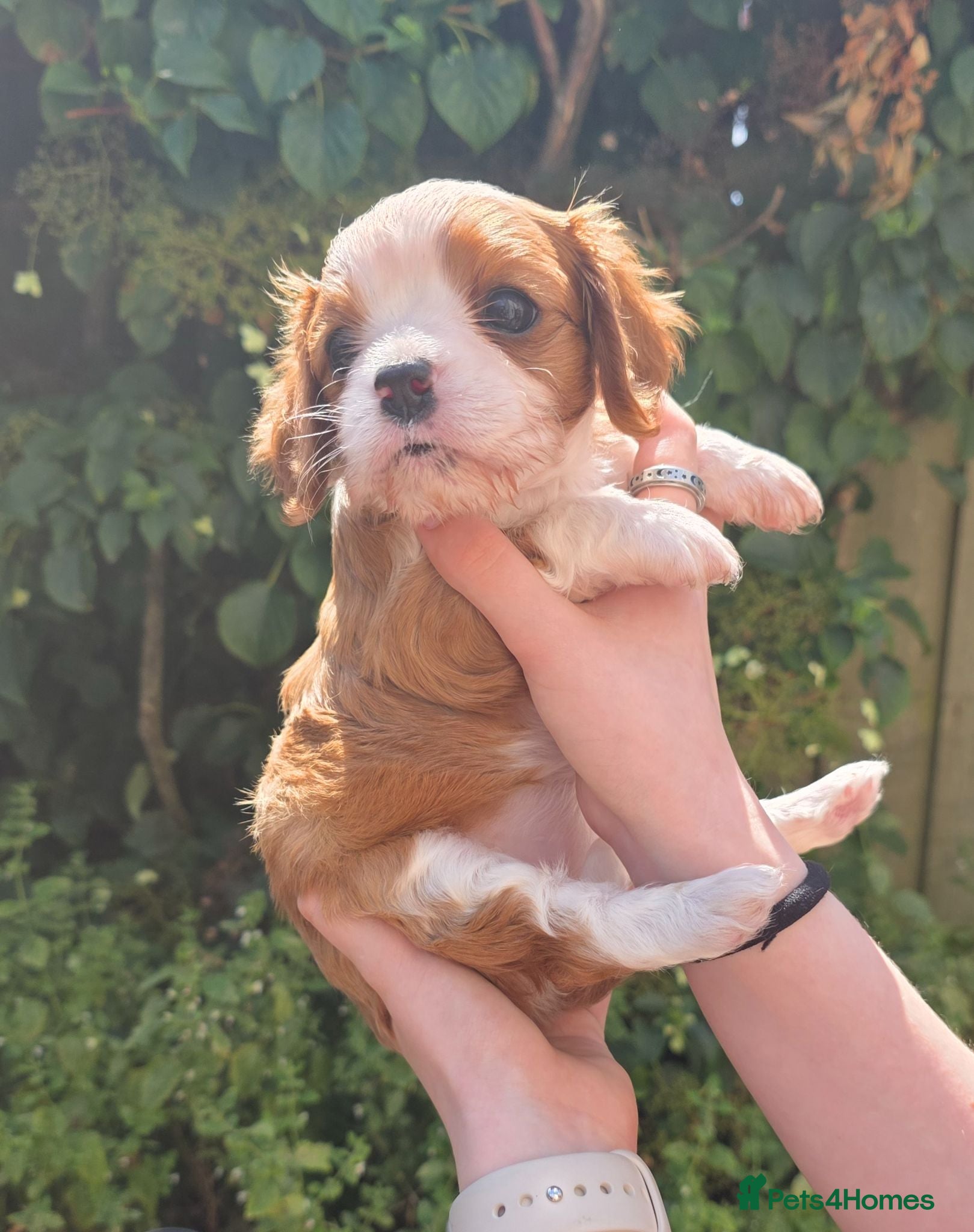 Cavalier King Charles Spaniel dogs Beautiful health tested cavalier pups - Advert 2