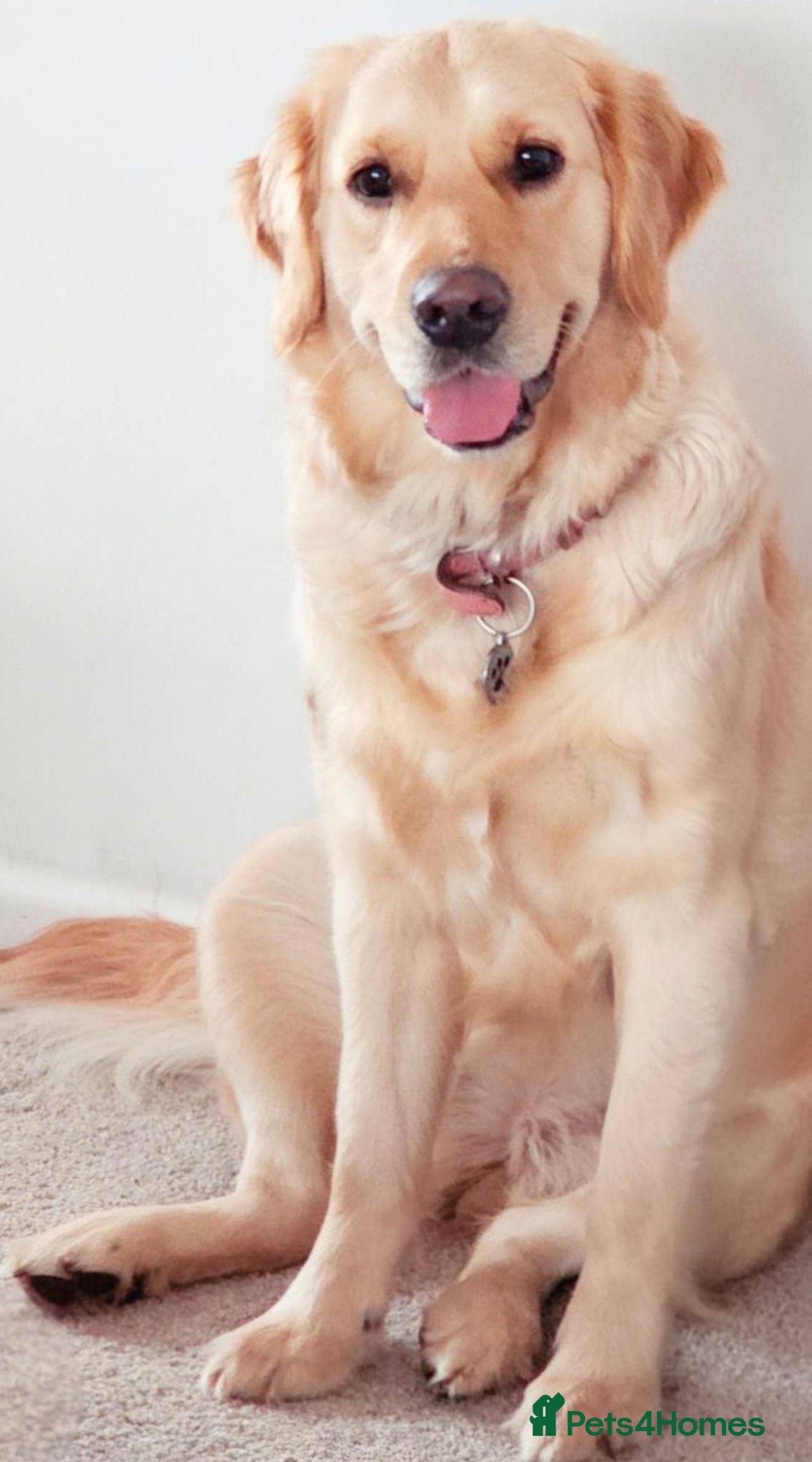 Golden Retriever dogs 6 gorgeous puppy Golden Retrievers for sale. - Advert 14