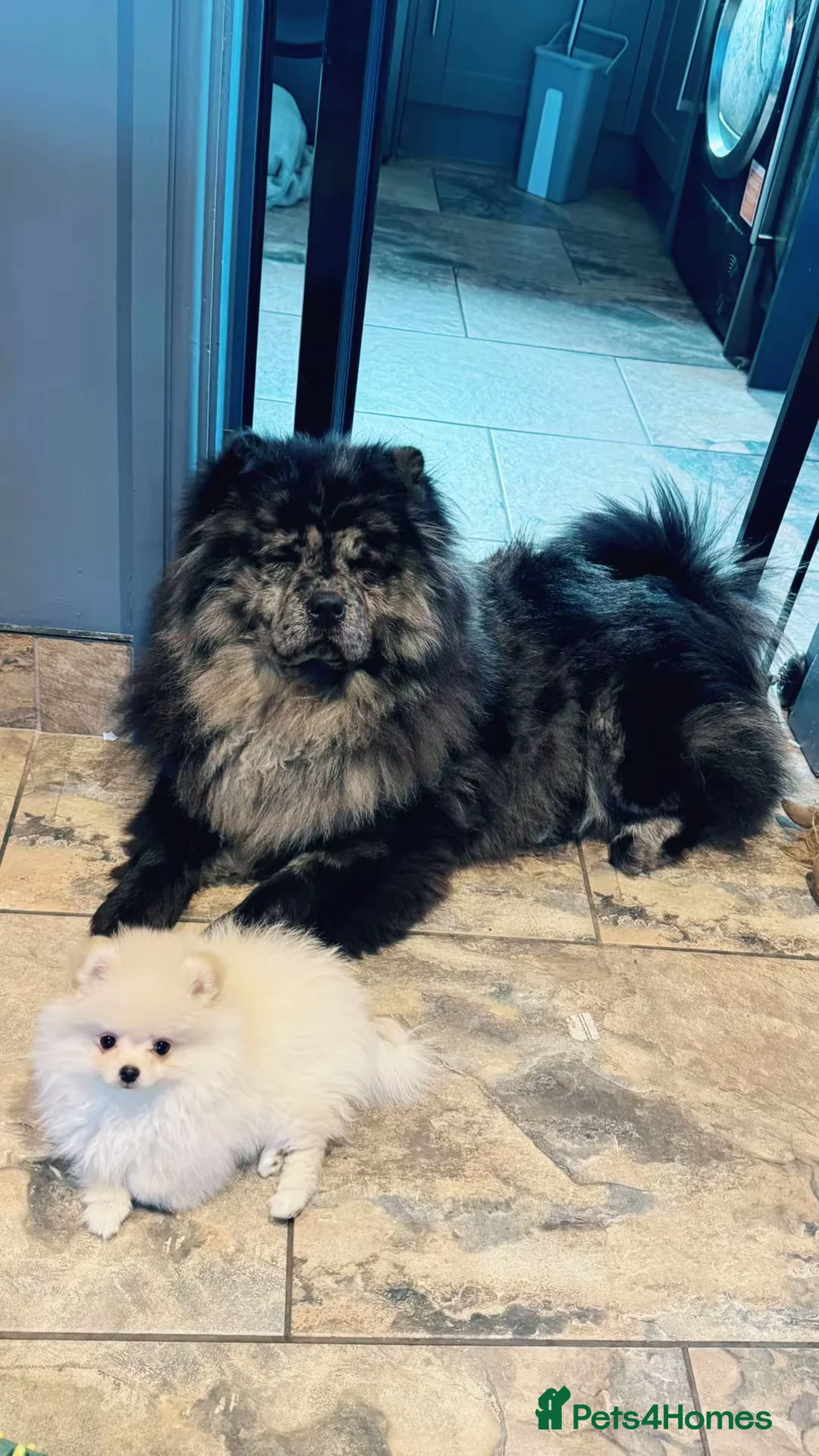 Chow Chow dogs for sale: 🩷 Rare World KC Merle Chow Chow Girl BLUU 🩷🐾  - Advert 1