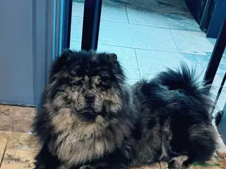 Chow Chow dogs 🩷 Rare World KC Merle Chow Chow Girl BLUU 🩷🐾 - Advert 2