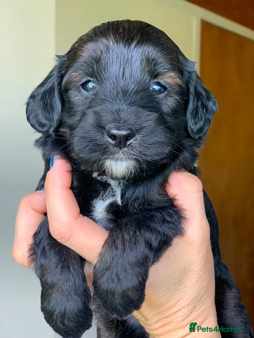 Labradoodle dogs for sale: Beautiful mini labradoodles puppies - Advert 10