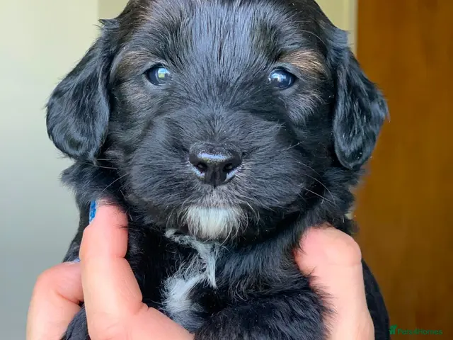 Labradoodle dogs for sale: Beautiful black mini labradoodles puppies - Advert 1