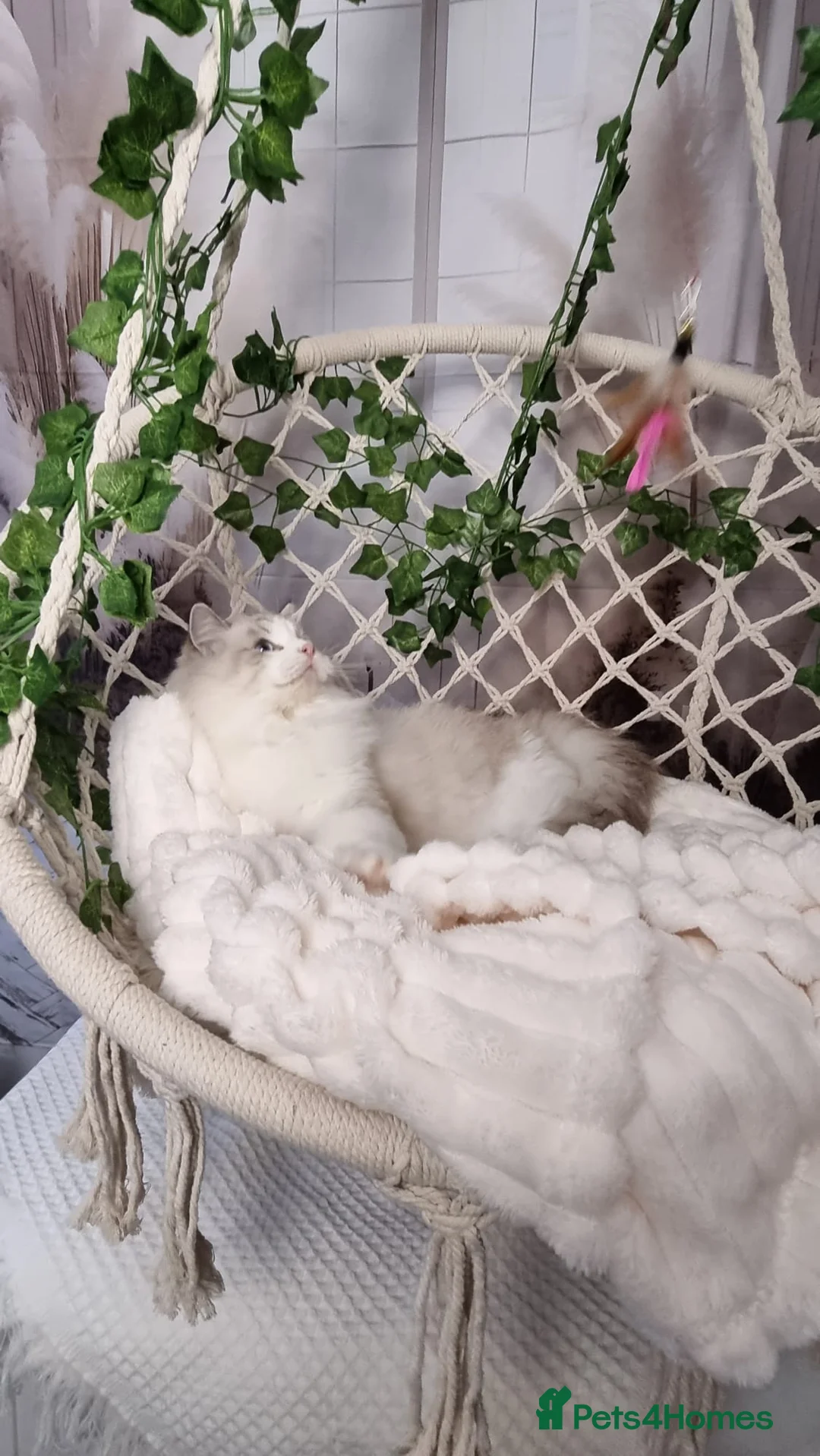 Ragdoll cats for sale: Exceptional Tica Registered Ragdoll Kittens - Advert 16