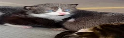 Mixed Breed cats for sale: Beautiful fluffy mixed British Shorthair kittens  - Advert 4