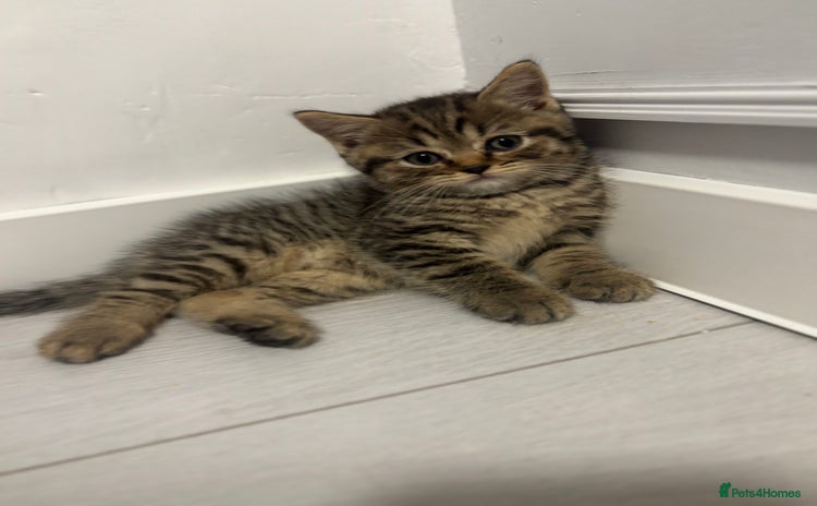 Scottish Fold cats - Advert 7