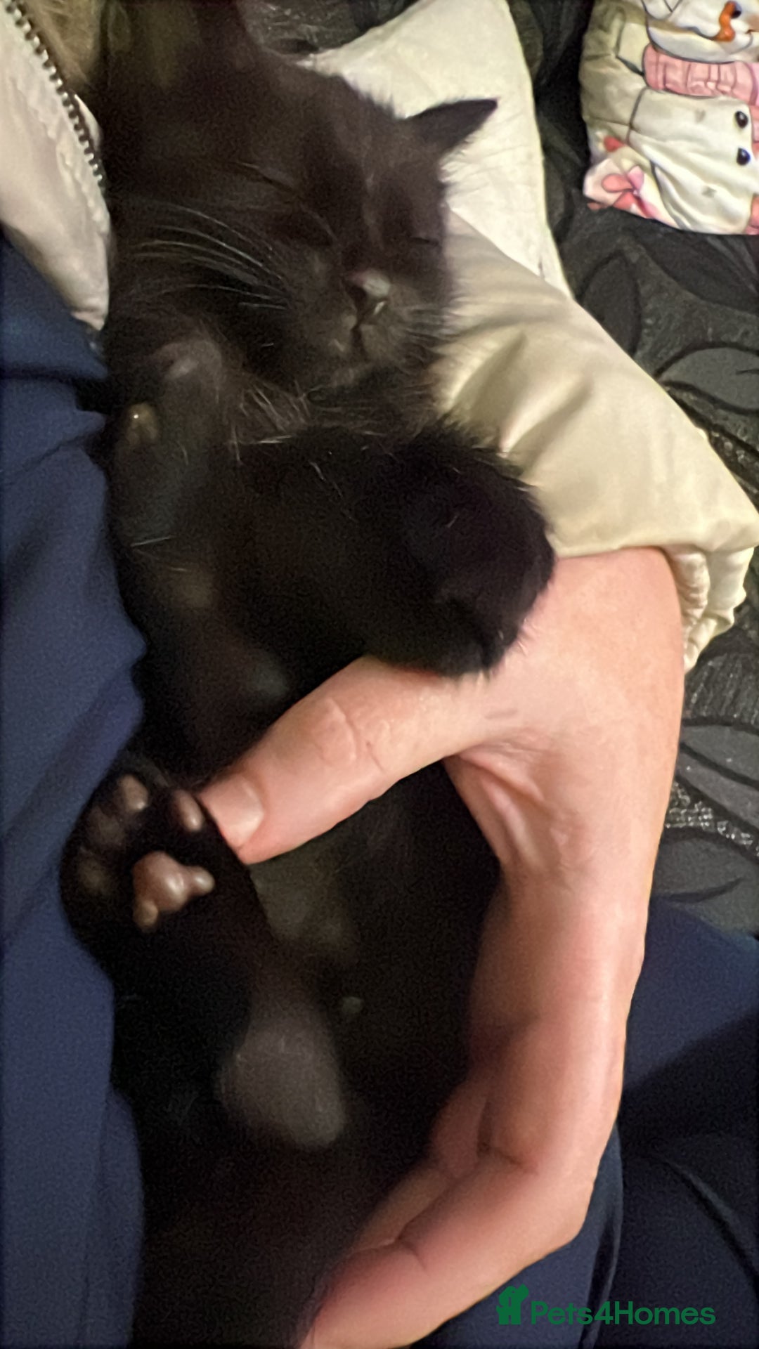 Mixed Breed cats for sale: Kittens for sale  - Advert 5