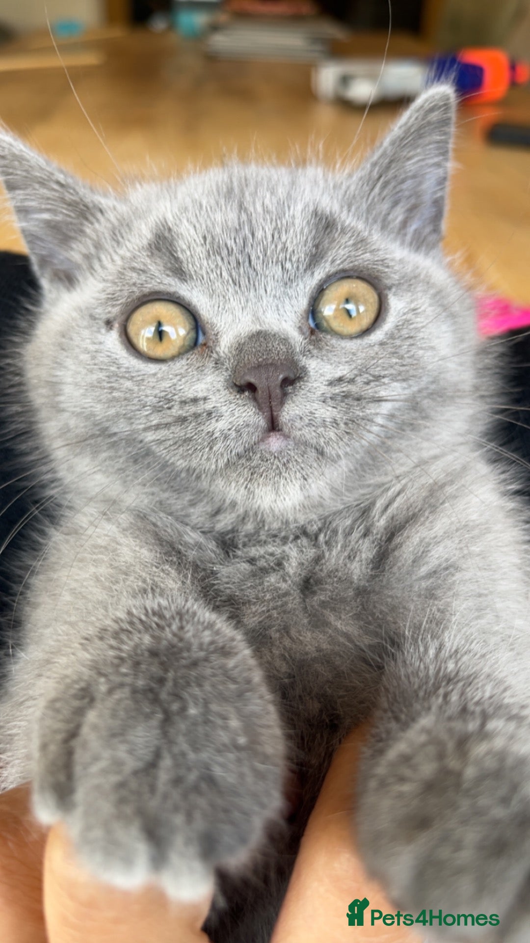 British Shorthair cats 🐾 Pedigree British Shorthair Kitten 🐾 - Advert 7