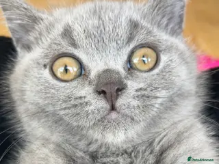 British Shorthair cats 🐾 Pedigree British Shorthair Kitten 🐾 - Advert 7