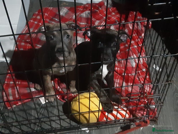 Mixed Breed dogs 3 girls left from a litter of 7 - Advert 3