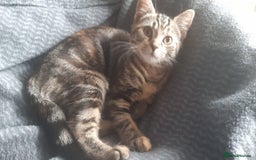 Mixed Breed cats for sale: Mollie  - Image 7