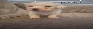 Hugo