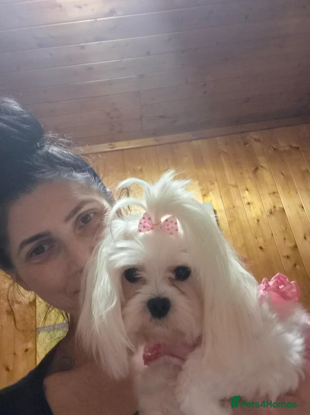 Maltese dogs for sale: 💝Maltese little girl💝 - Advert 4